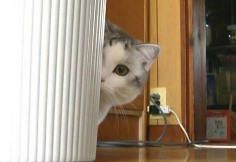 Русские отправили в Японию кота-шпиона